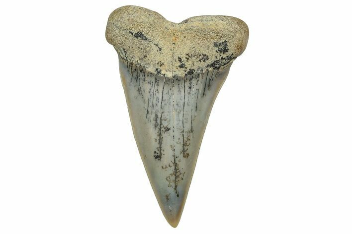 Colorful, Fossil Broad-Tooth Mako Shark Tooth - Bakersfield, CA #351449